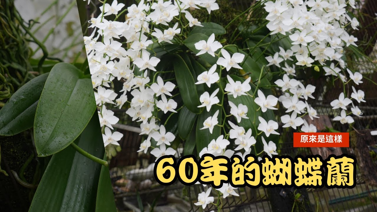 2024年 滿60年 盛開的白色蝴蝶蘭！ 台灣阿婆！來看看這個傳說中的蘭花怪物 滿60年了 他的風采是如何呢？/福爾摩沙蝴蝶蘭