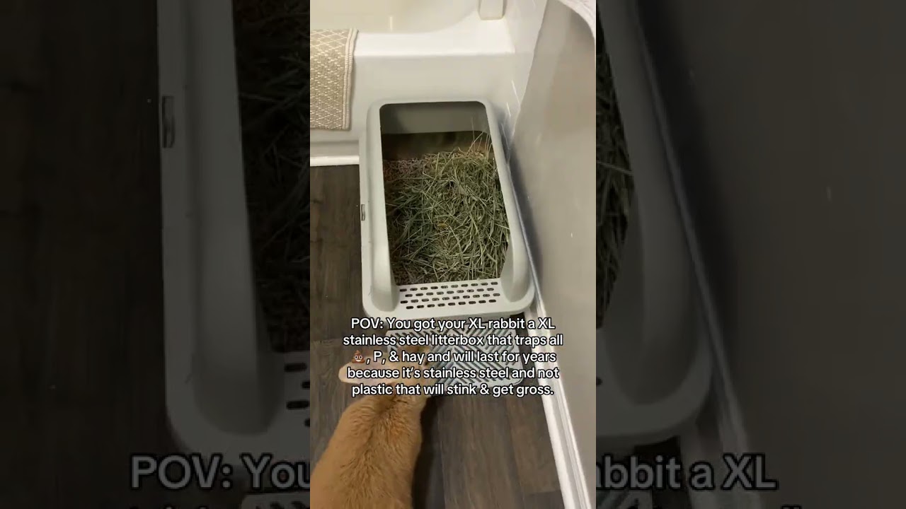 Game-Changer for Big Bunnies: XL Rabbit Litter Box! 🐇🚀