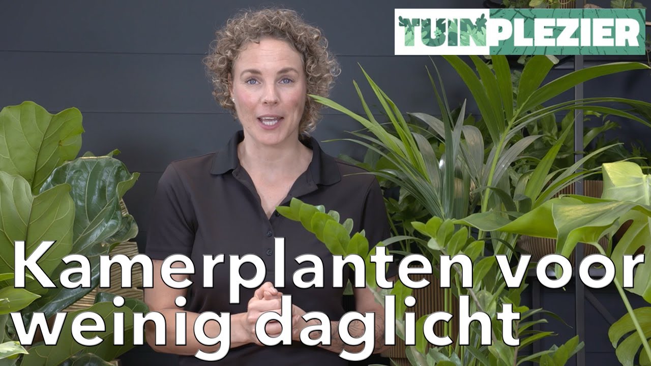 Jennefers Top 5 kamerplanten voor weinig daglicht | TUINPLEZIER