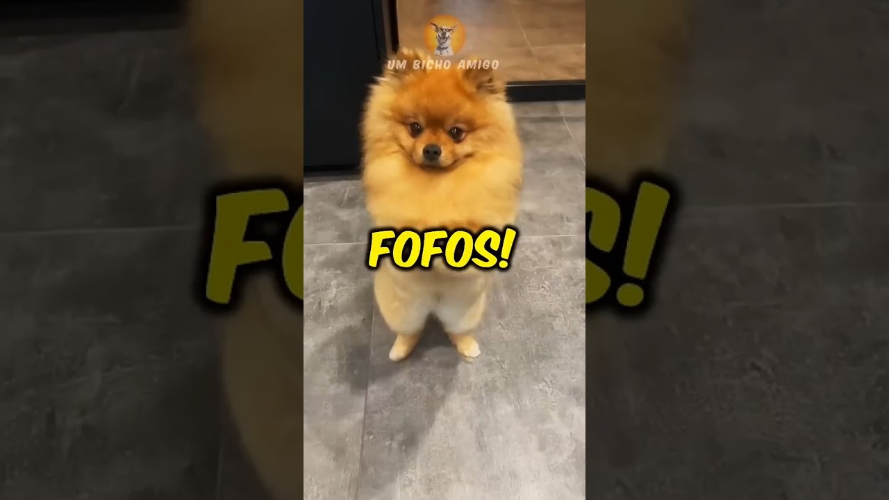 As 5 raças de cães mais fofas do mundo!