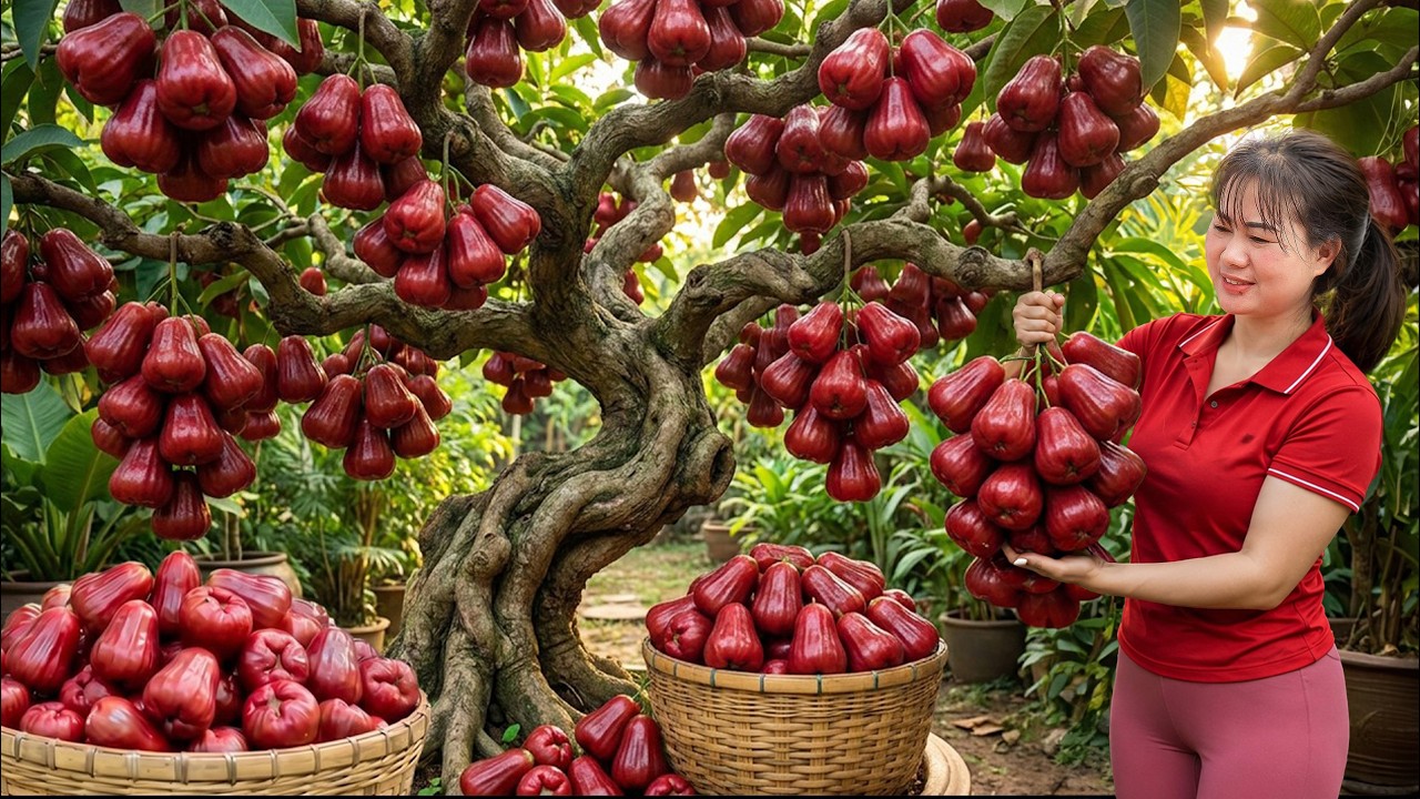 Harvesting 120Kg Red Rose Apples to Sell | Stunning Mountain Orchard Ready for Big Market Day
