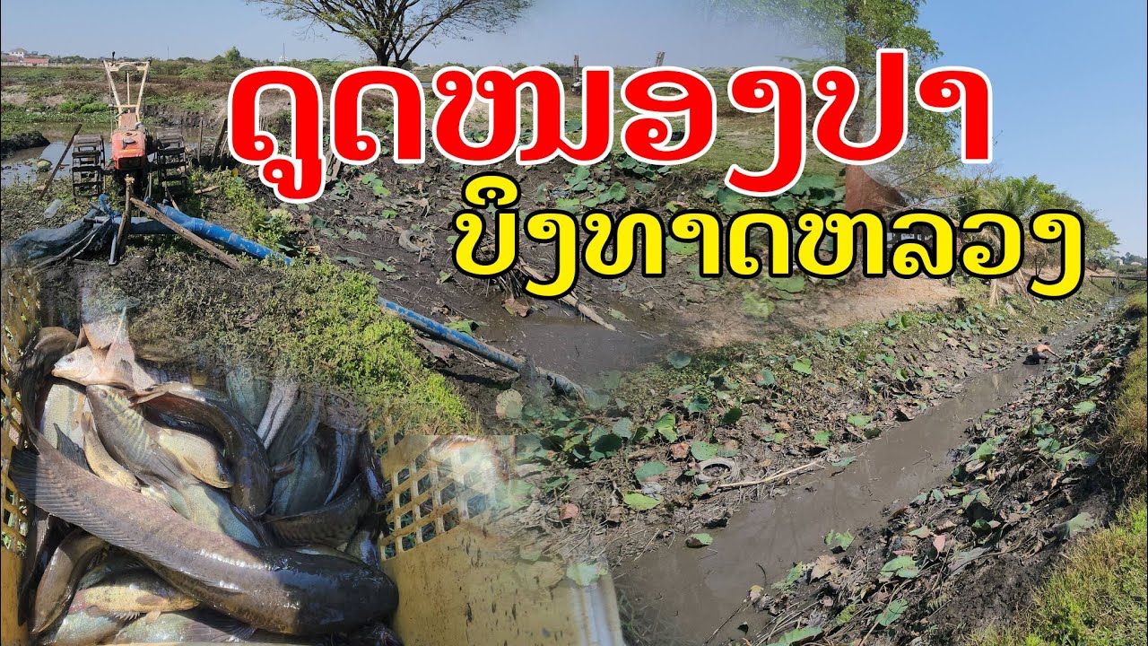 Laos🇱🇦 : ຮອບນີ້ບໍ່ມີພາດ ມາບໍ່ເສຍຖ້ຽວ. | รอบนี้ไม่มีพลาด ได้กินปลาแน่นอน.