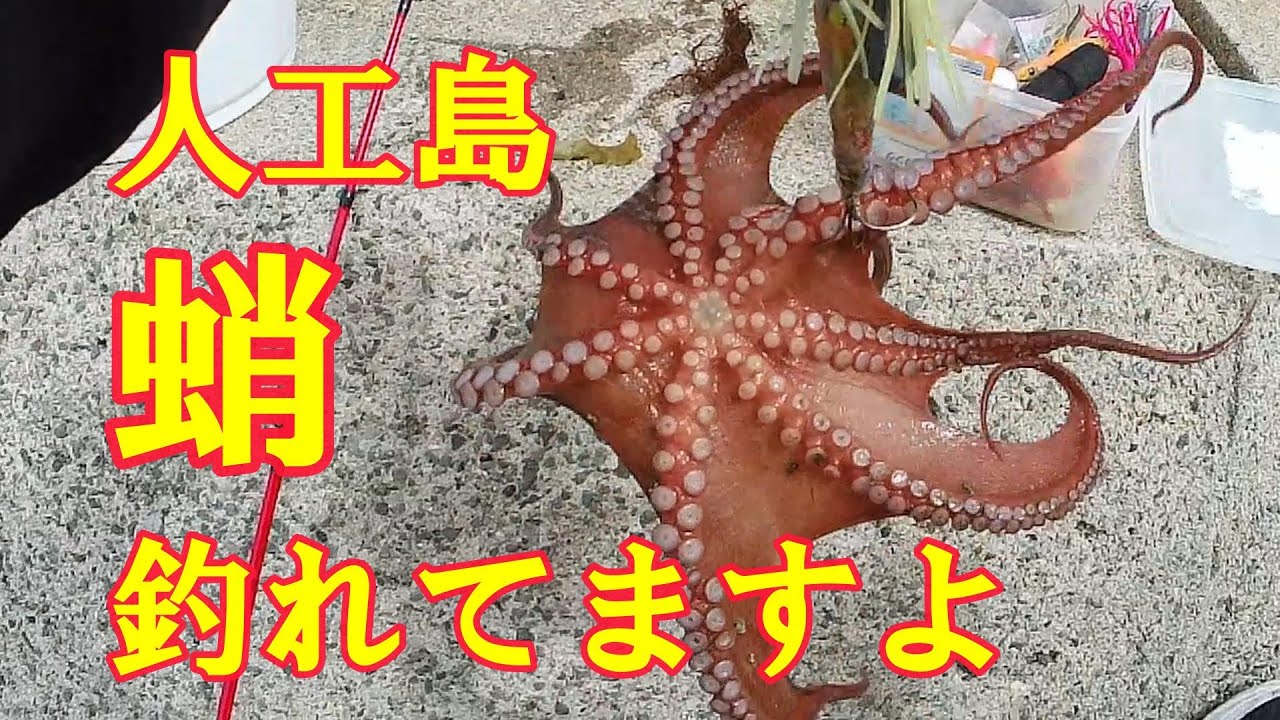 【タコ釣り】人工島シーズンはじまる　初心者必見　タコの釣り方教えます