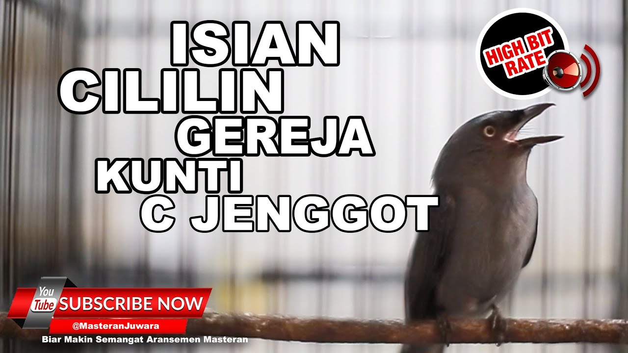 #1 🔴 Masteran Srigunting Abu Abu Gacor Isian Paling Asik 2023❗️