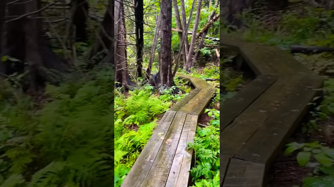 🌱 The crazier life gets&hellip; the more I walk #shorts #walkinginnature #healingnature