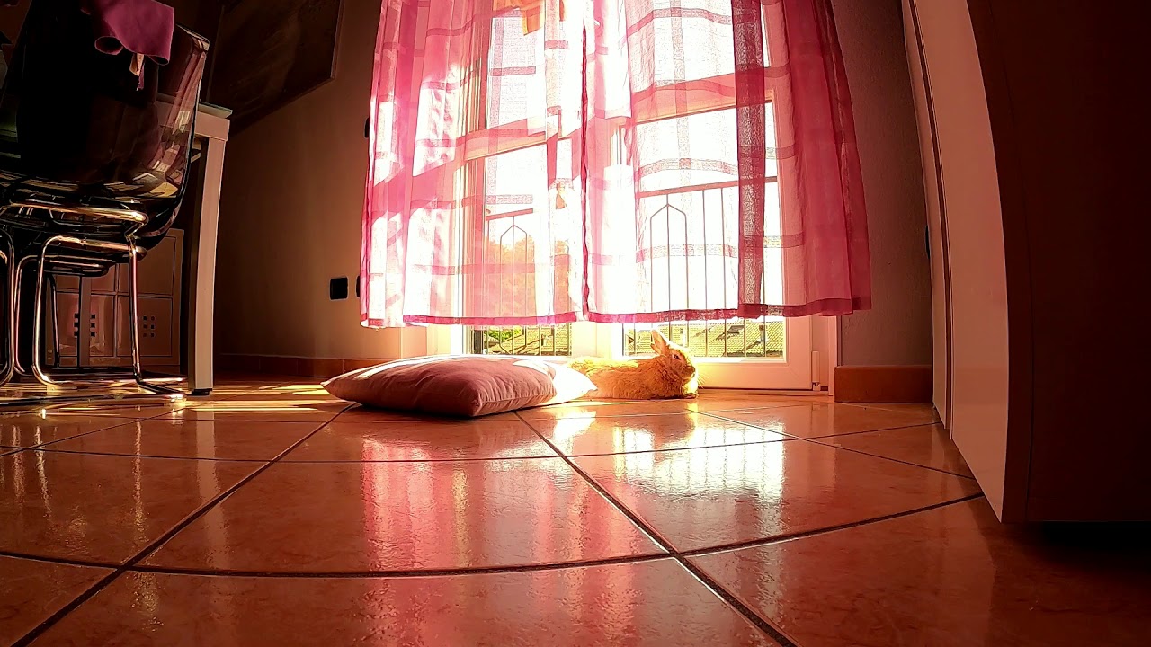 Pisolino pomeridiano del coniglio afternoon nap