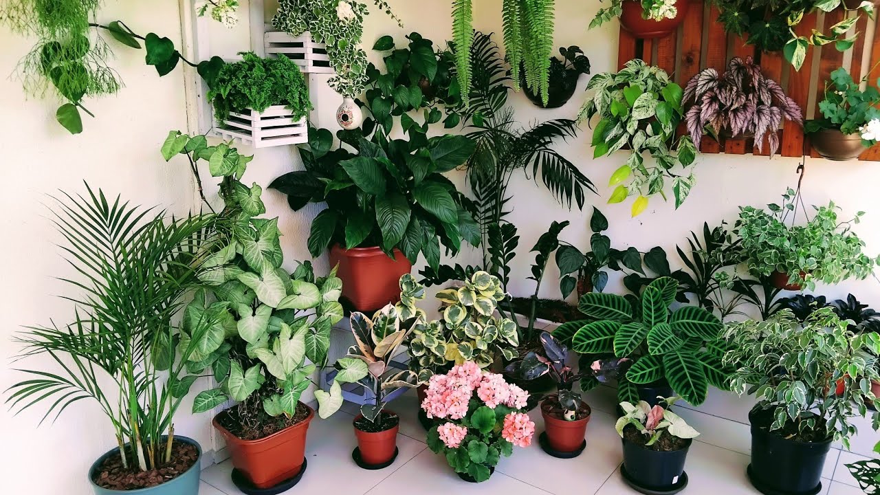 Plantas e sonhos A Magia da minha varanda neste cantinho ☘️🌴