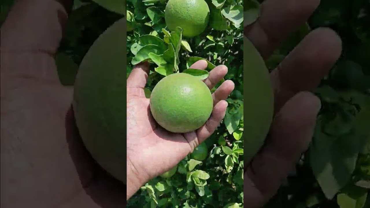 Mosambi garden #fruitcrops #agriculture mosambi crop 