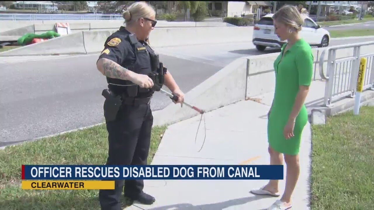Clearwater Police rescues elderly, disabled dog from canal