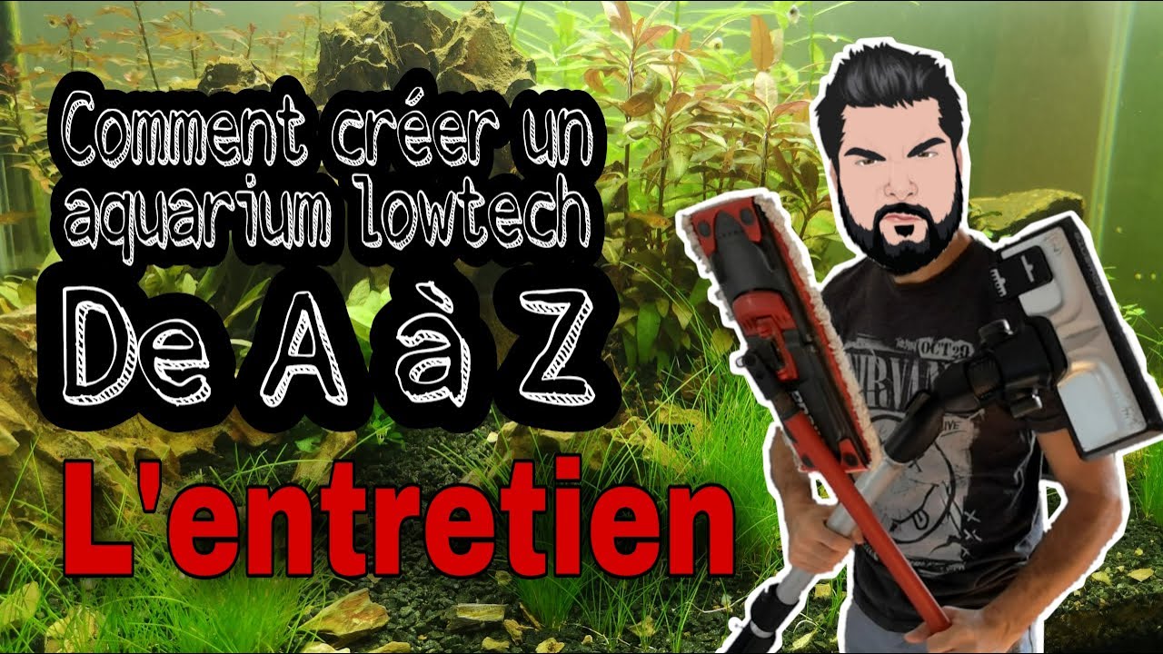 Comment créer un aquarium lowtech de A à Z : l'entretien
