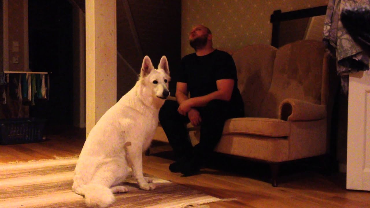 White swiss shepherd dog howling with man