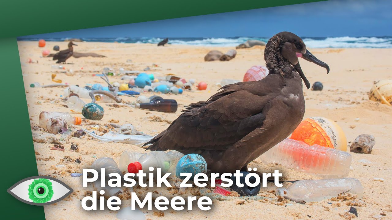 Plastikstrudel jetzt auch Im Mittelmeer: So zerstört Plastik unsere Meere! - Clixoom nature