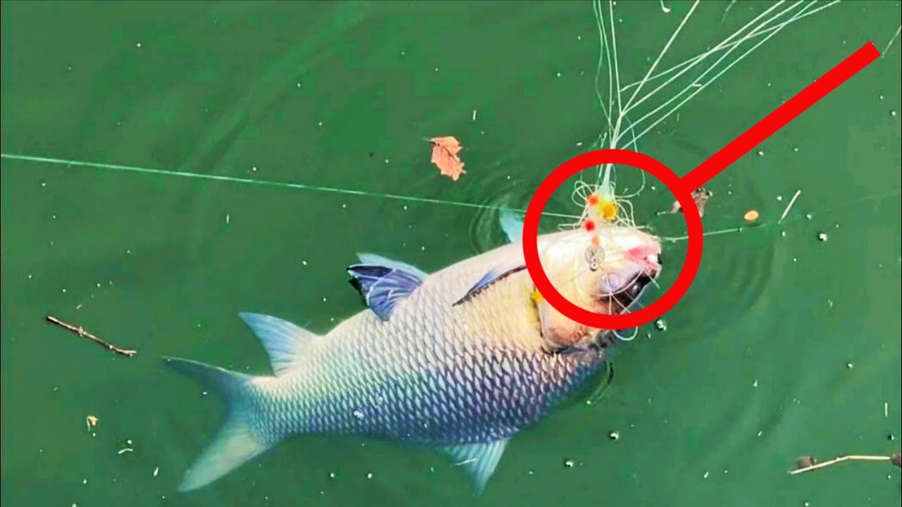 Biggest Fish Catching Videos | trout fishing tips and techniques | how to catch fish in river 
