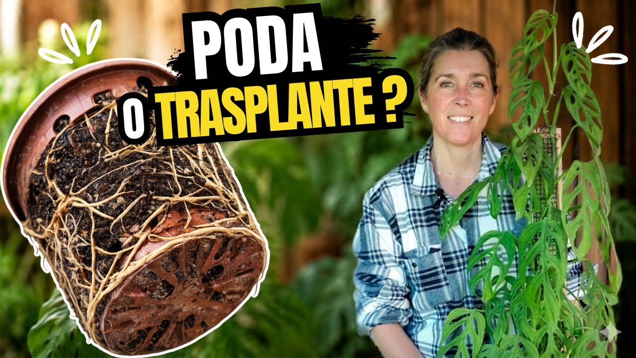 MONSTERA ADANSONII: ✂️PODA de RAÍCES o TRASPLANTE?🌿[ DESCUBRE la  MEJOR SOLUCIÓN ]