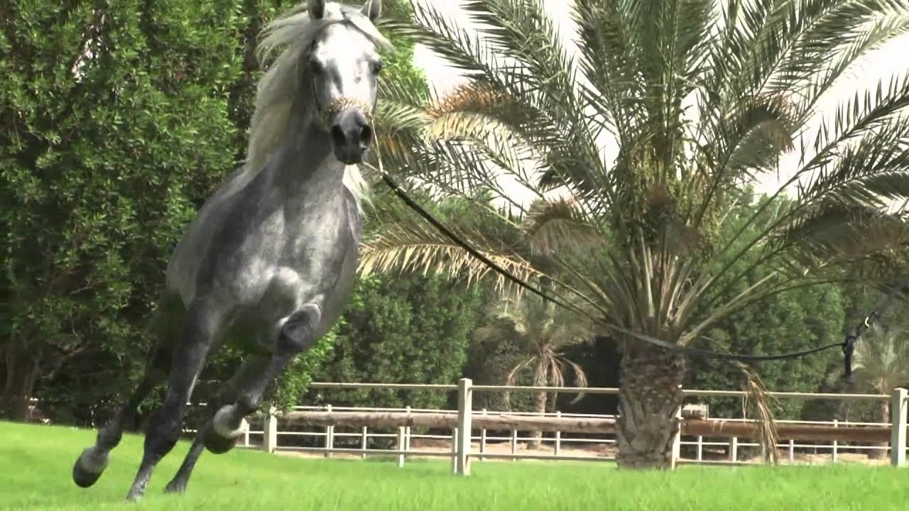 Aneesilnefous Ezzain.mov