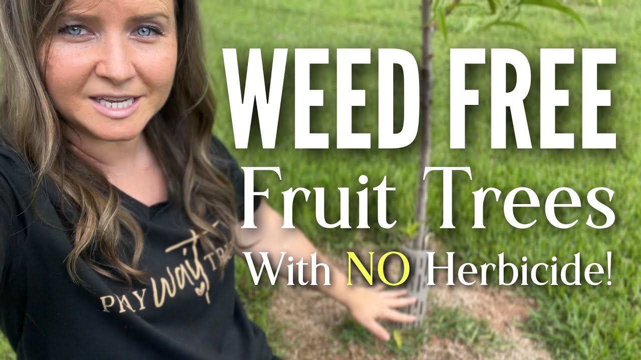 Weed Free Fruit Trees! No Herbicide!
