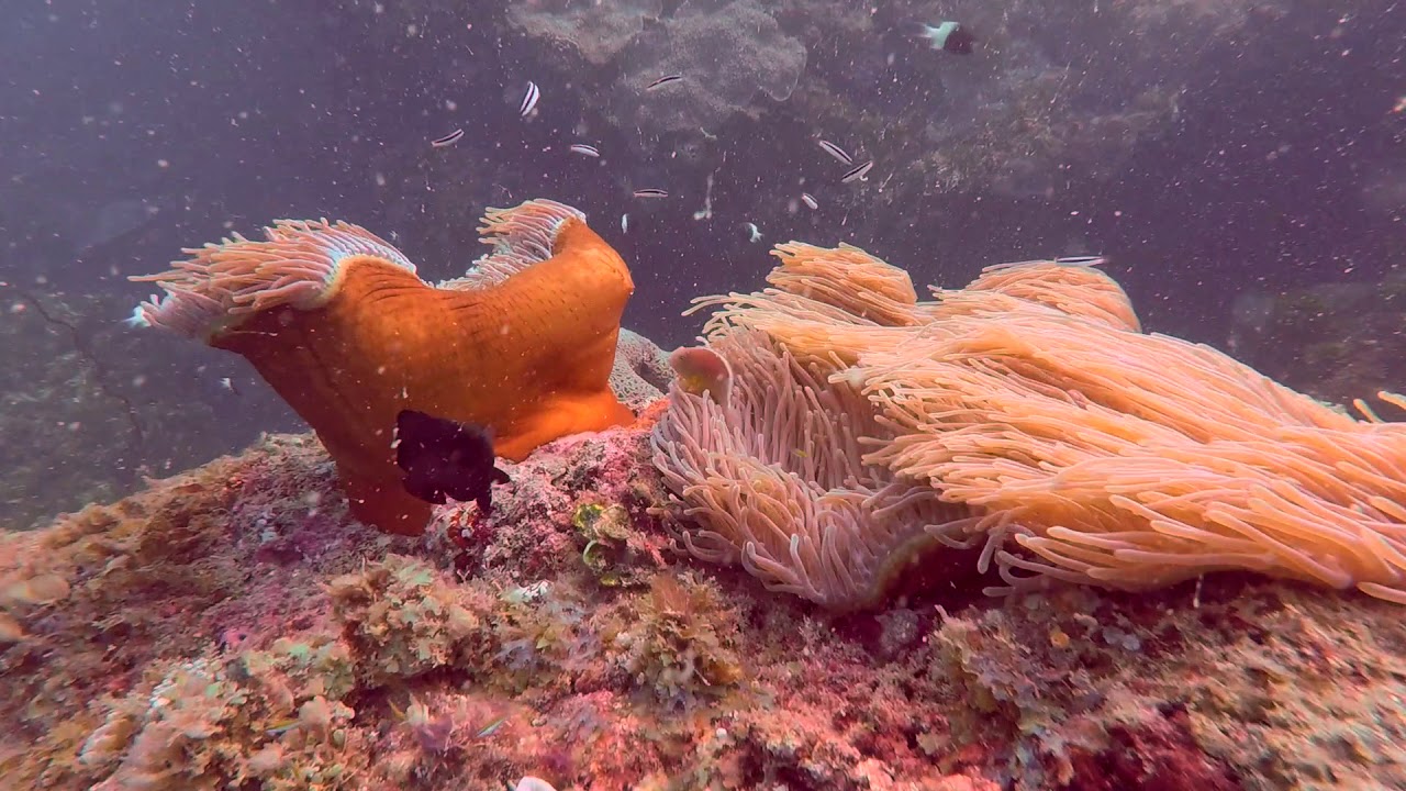 SCUBA DIVING IN KENYA DIANI   TIWI WALL WITH SAEED BALALA & TJ