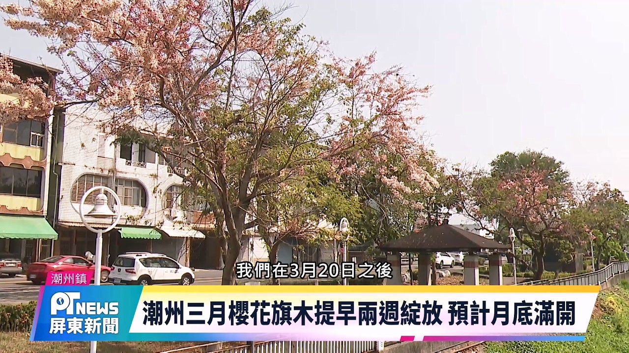 潮州三月櫻花旗木提早兩週綻放 預計月底滿開