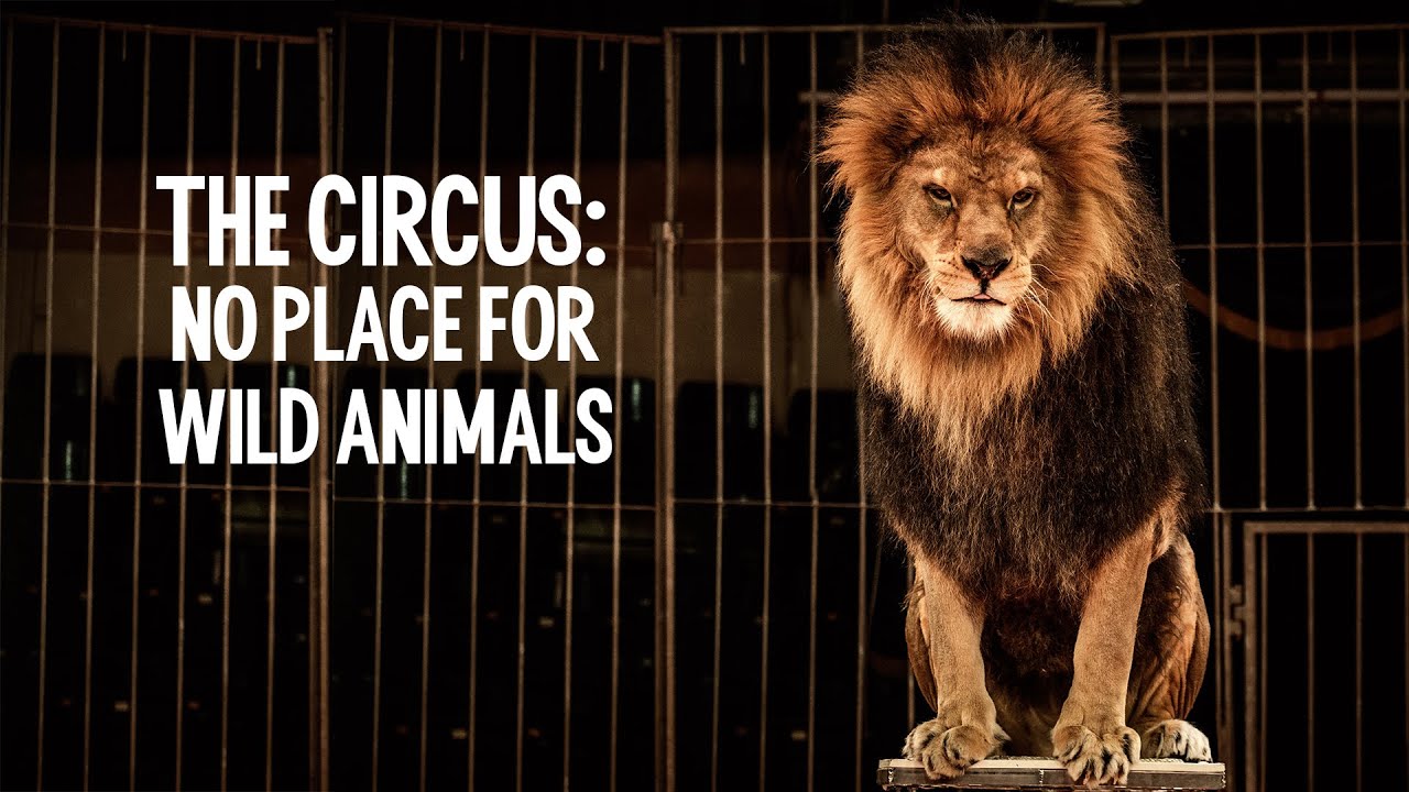 The circus - no place for wild animals