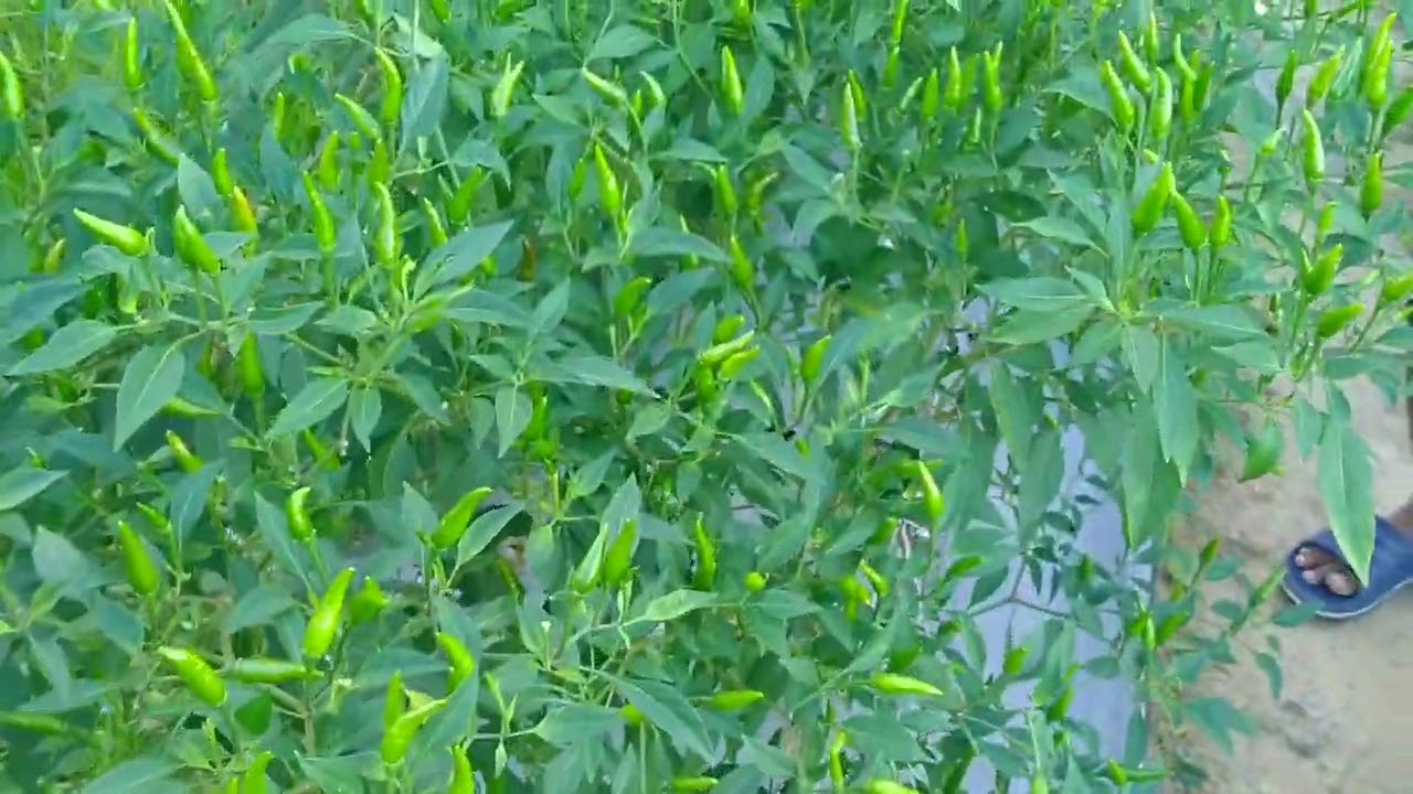 cabe japlak