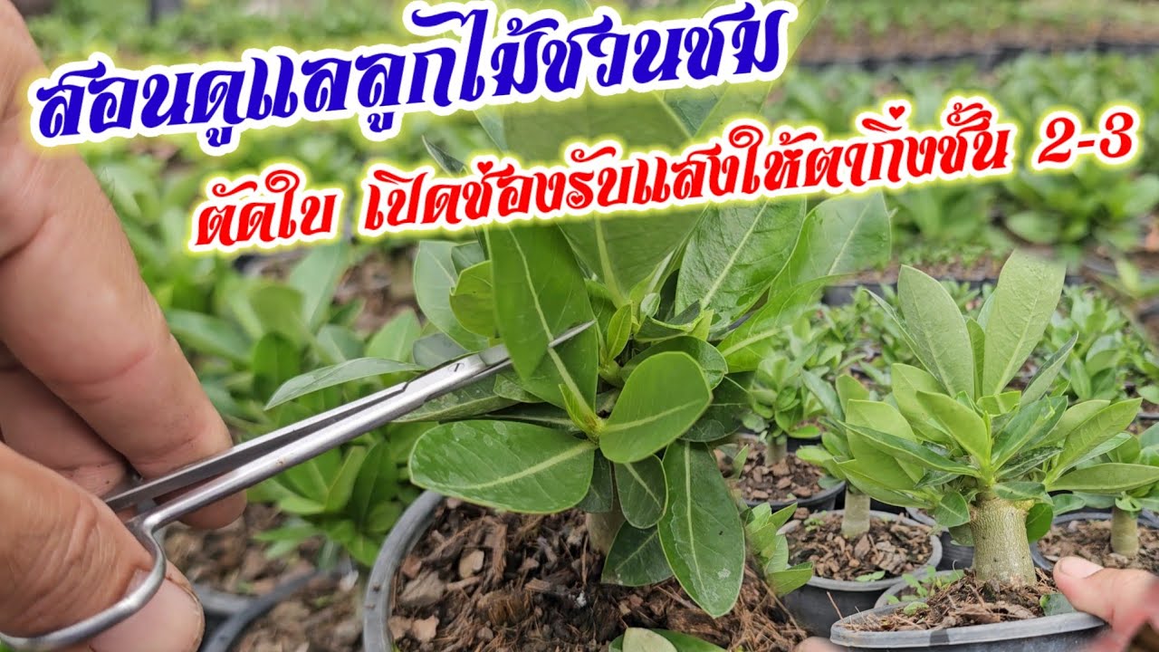 สอนดูแลลูกไม้ชวนชม เปิดช่องรับแสงให้ตากิ่งชั้นสอง | วาวา  ป่าสัก