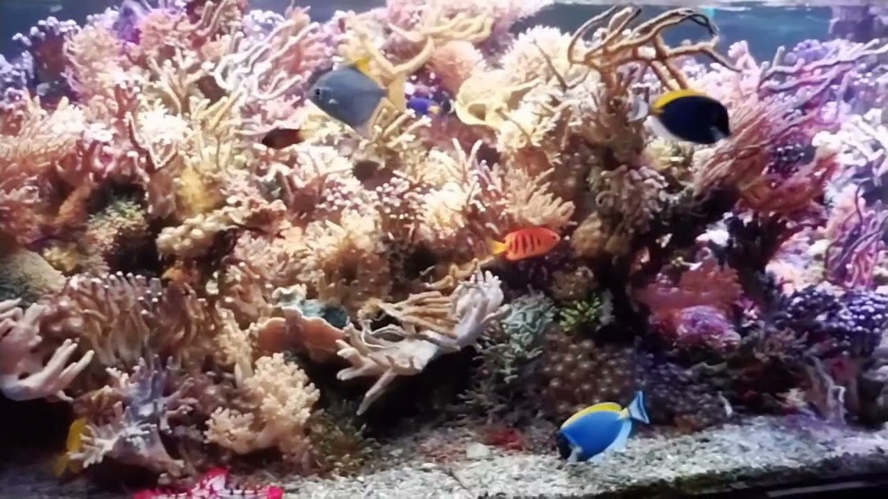 Dormero October 2023 Hotel Reef Aquarium kyranyca