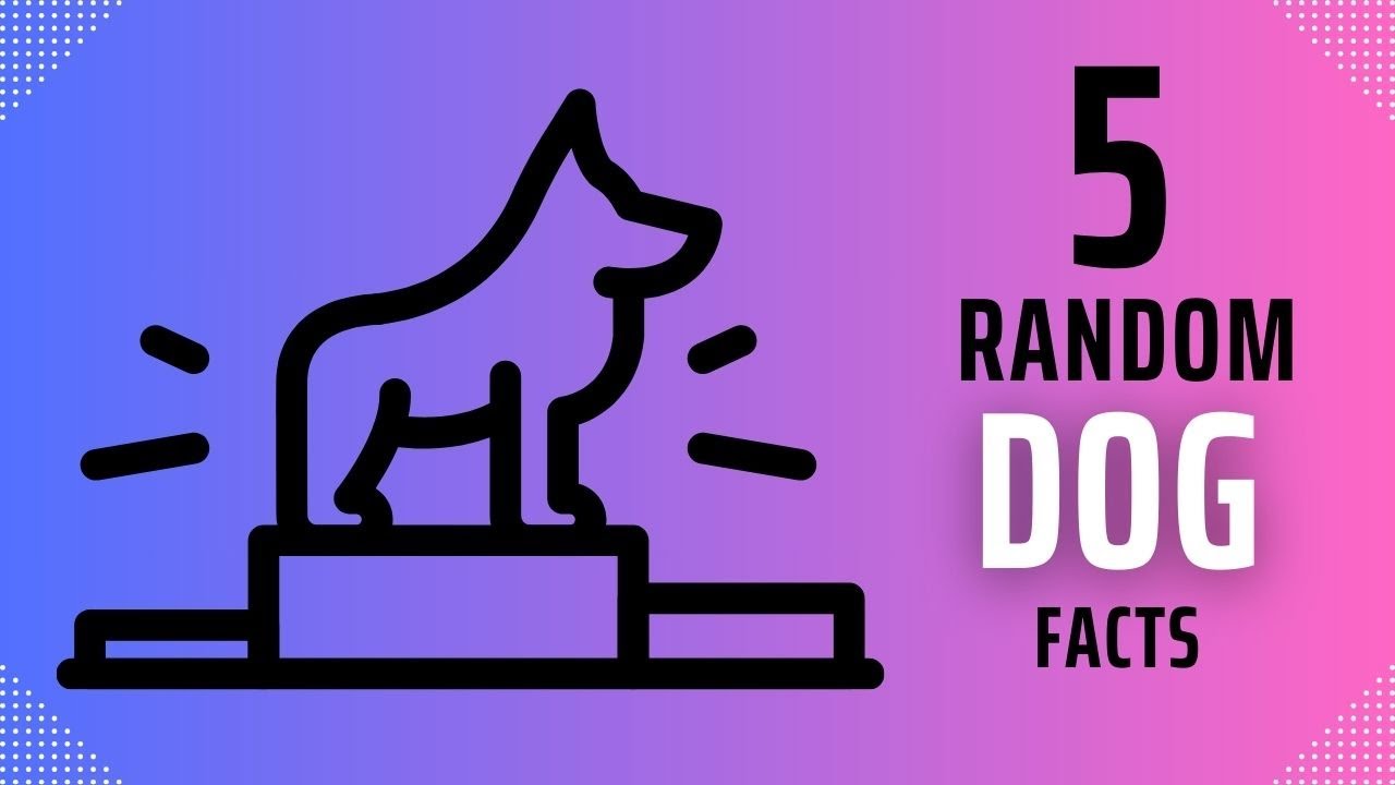 5 Random Dog Facts You Need to Know | Total Pet Tales