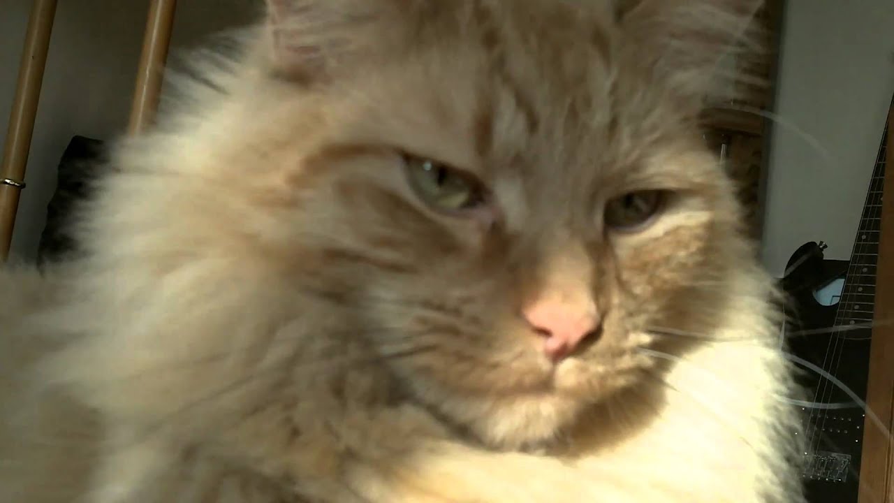 My MainCoone Cat