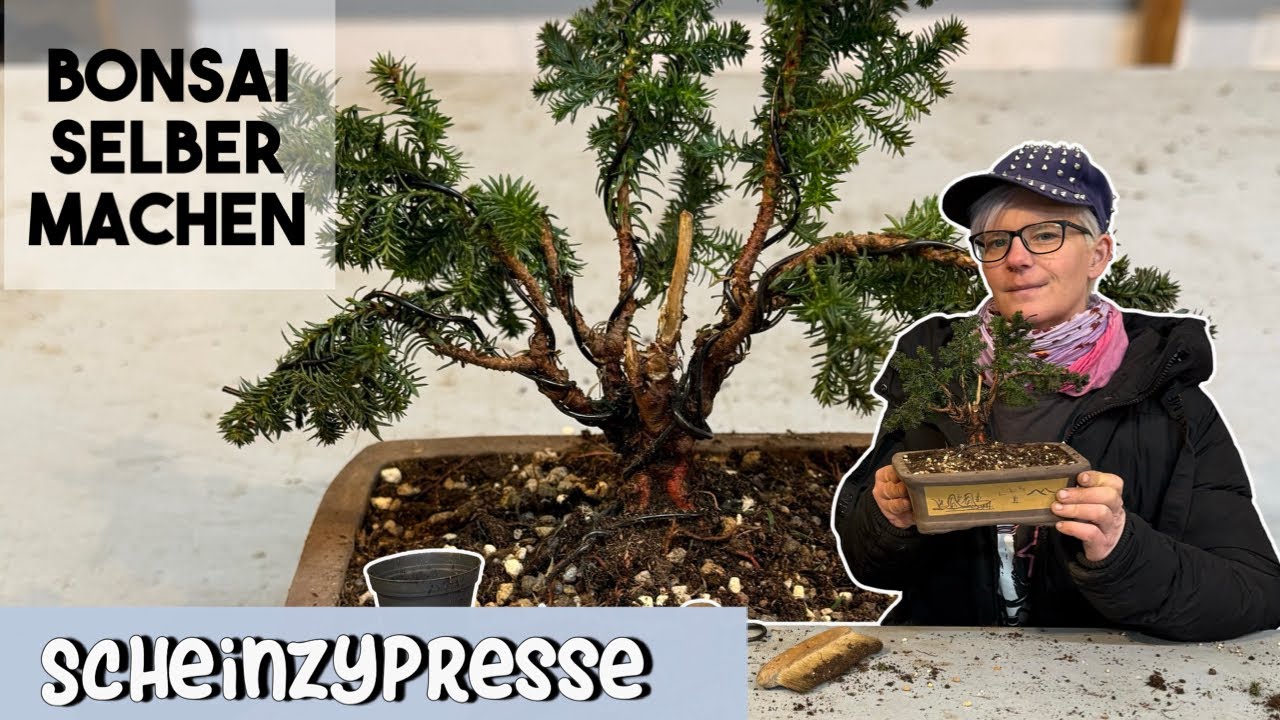 Erstgestaltung einer SCHEINZYPRESSE  | BONSAI selber machen 