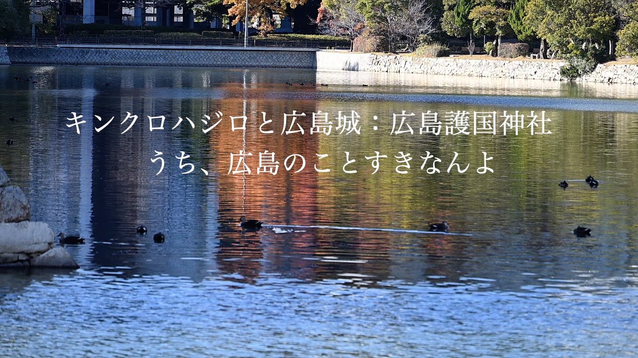 キンクロハジロと広島城：広島護国神社_20251209