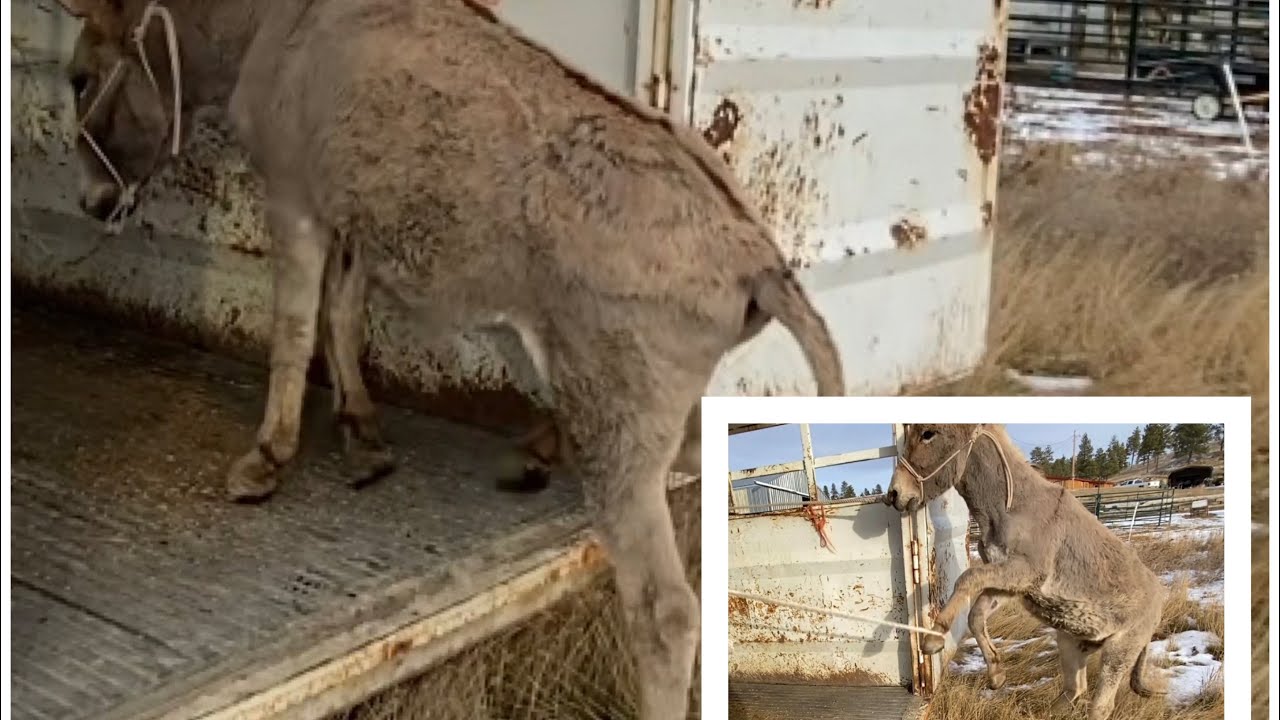 Trailer loading wild donkey Shaggy. FULL VERSION