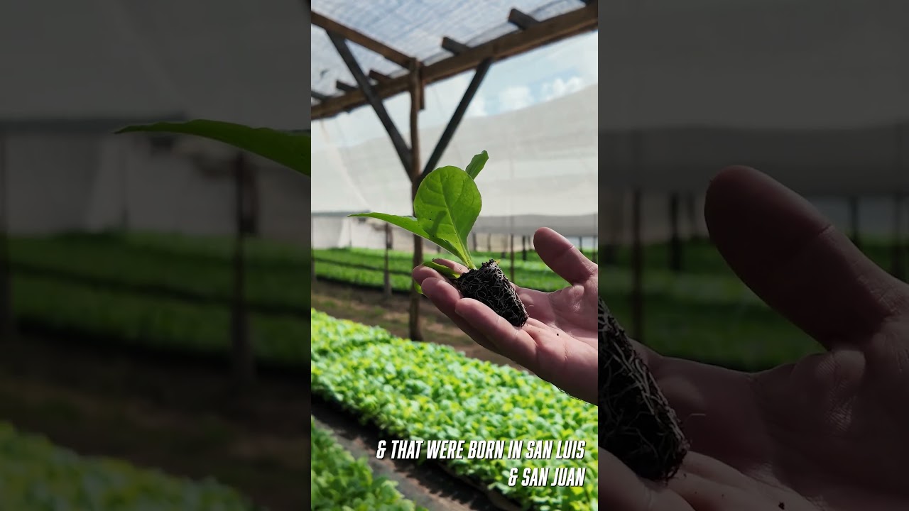 Corojo 99 & Criollo 98: The Cuban-Seed Backbone of Aganorsa Flavor
