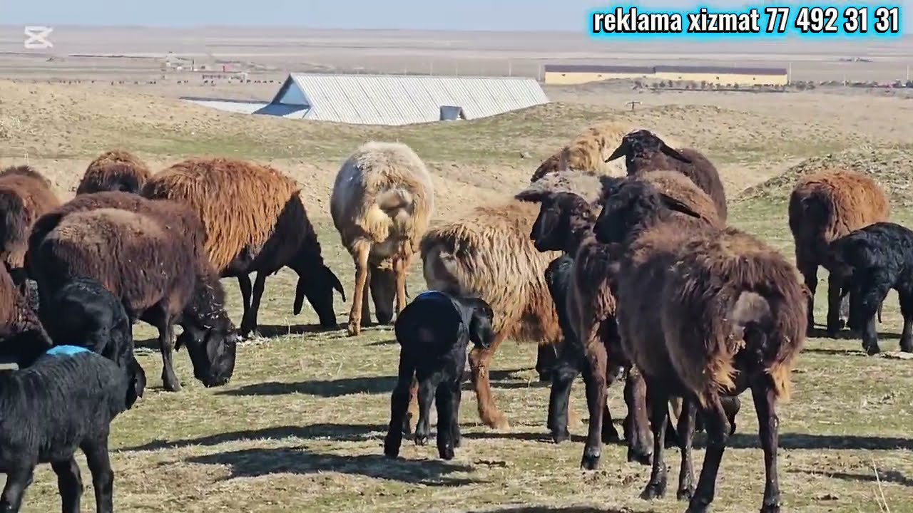 O'zim mazza qilib qoy boqdim Jizzax viloyatida 