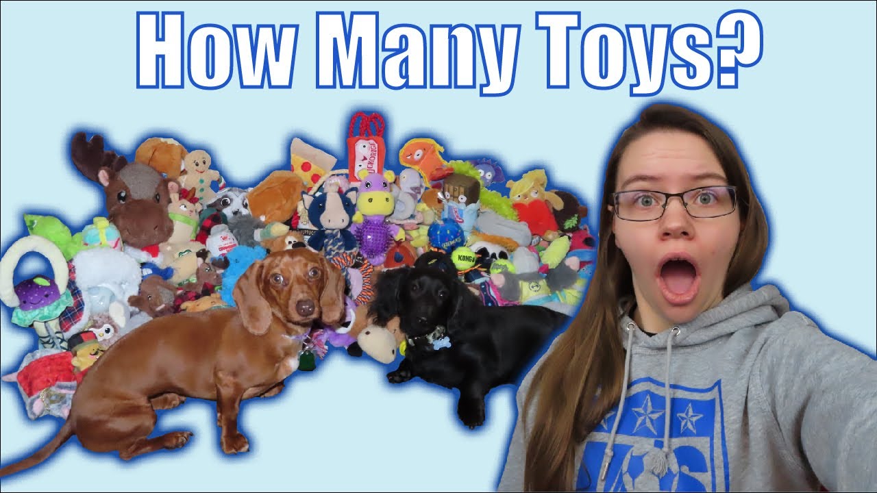 DOGS' TOY COLLECTION: Miniature Dachshunds have Too Many Toys?!?! | Spoiled Puppies
