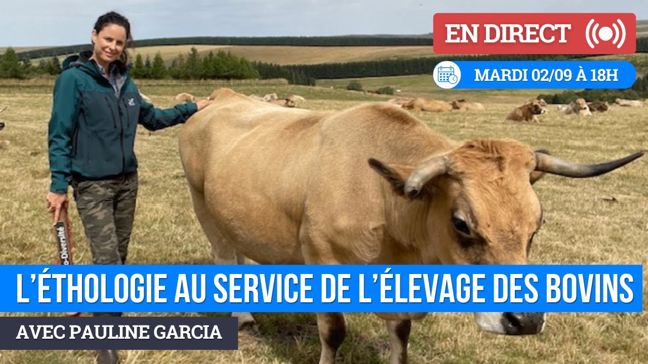 L'éthologie au service de l'élevage des bovins