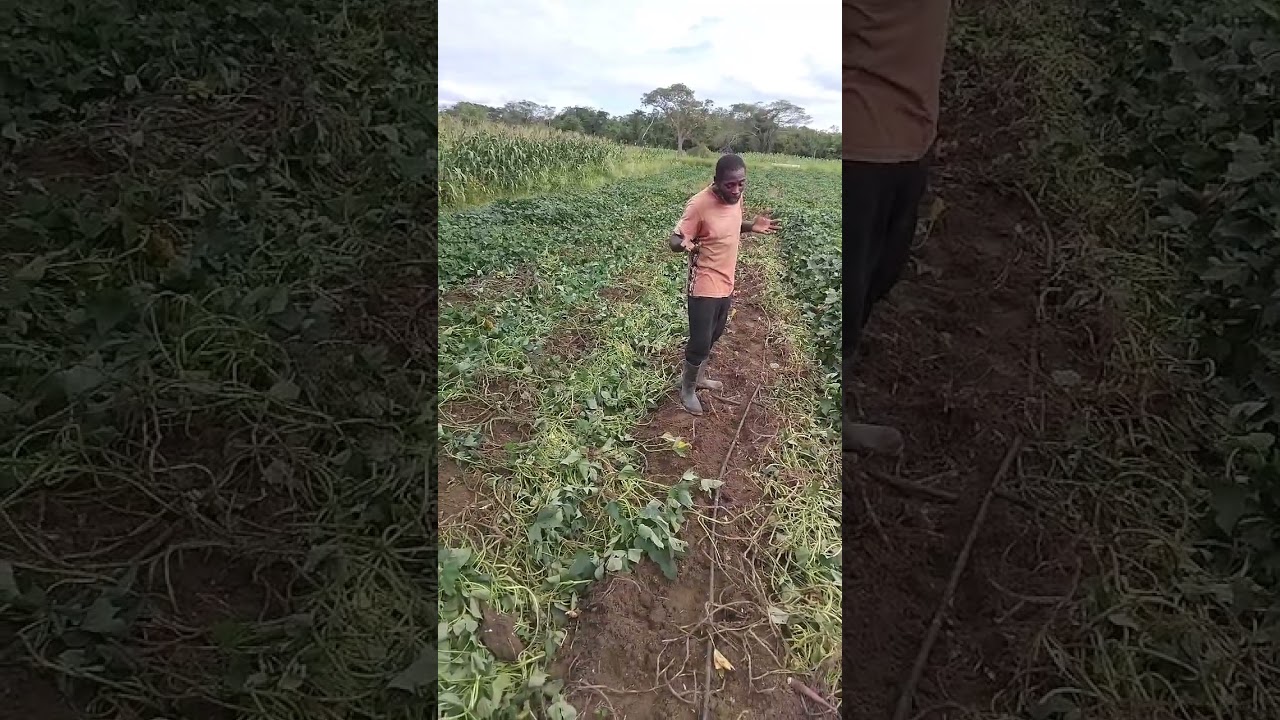 Thife them a  do farmer bad