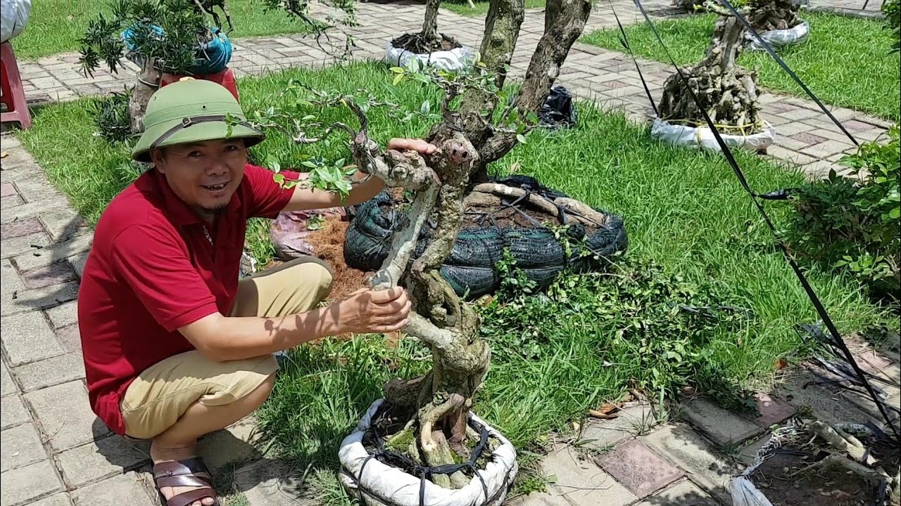 SH.3062.Anh này mê cây Mai chiếu thủy giá 3tr này rồi đấy.