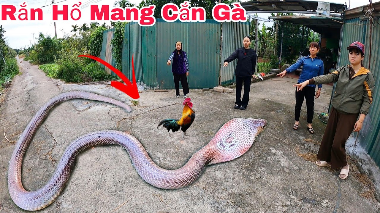 Cuộc Gọi Khẩn Cấp Của Hai Bà Cháu Phát Hiện 3 Con Rắn Hổ Mang Bò Vào Trong Chuồng Gà