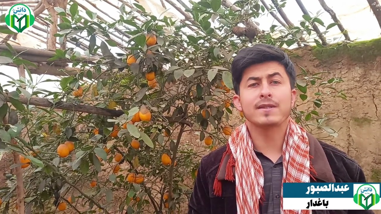 افزایش حاصلات لیمو ولایت تخار نسبت به سال گذشته و شکایت باغداران از نبود بازار مناسب برای فروش آن