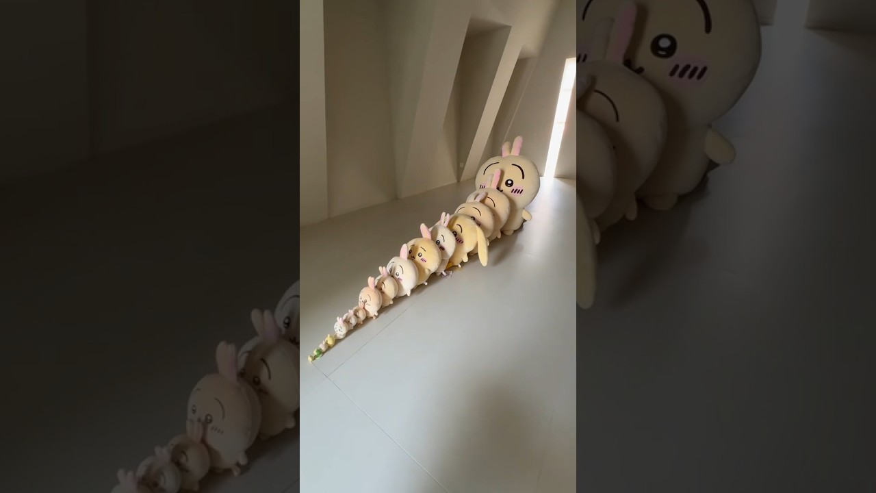 usagi dominoes🐰 