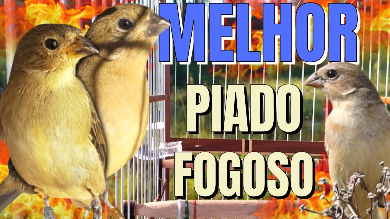 Melhor Piado de Fêmea de Coleiro para Foguear coleiro  tui tui com Piado de Fêmea de Coleiro