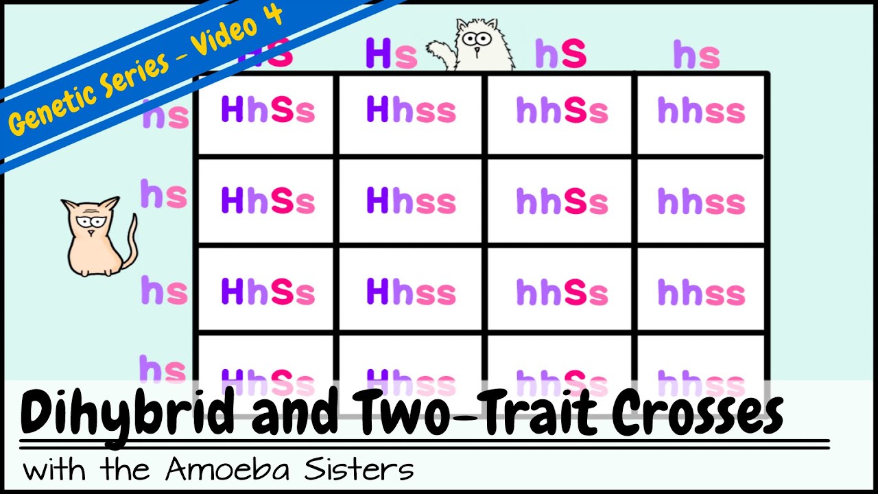Dihybrid and Two-Trait Crosses