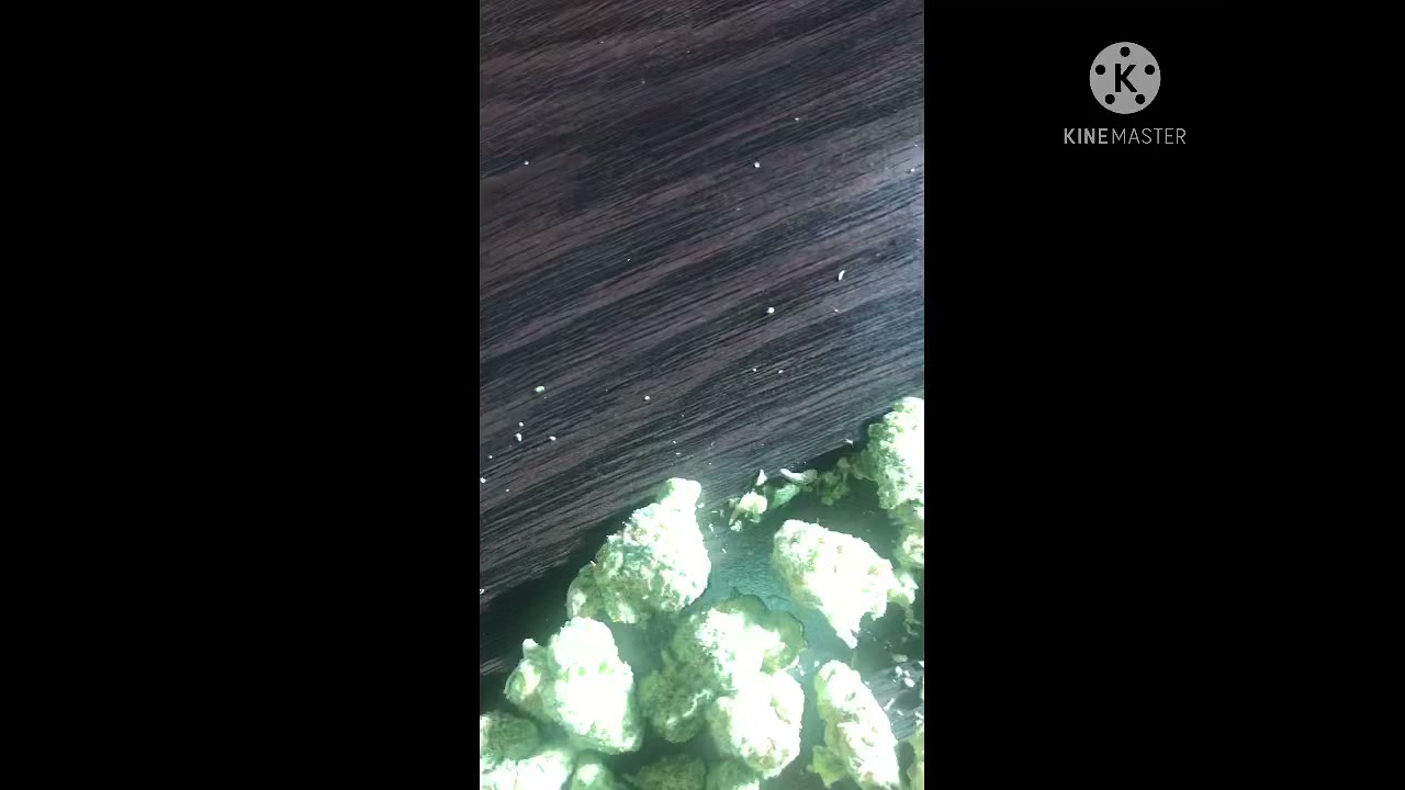 Cookie Glue Strain Review! 33%thc