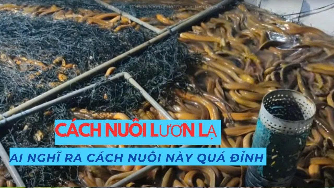 Nuôi Lươn Không Bùn Trong Bể Xi Măng – Kỹ Thuật Hiệu Quả, Lợi Nhuận Cao