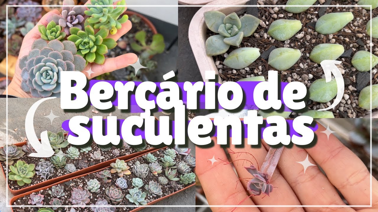 Como monto berçário de suculenta com follha, bandejas cheias e muitas mudinhas✨