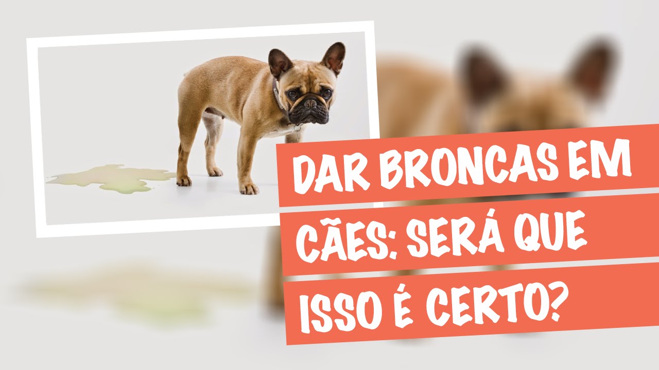 Como adestrar um cachorro - Dar Broncas, Ser&aacute; que Isso &eacute; Certo?