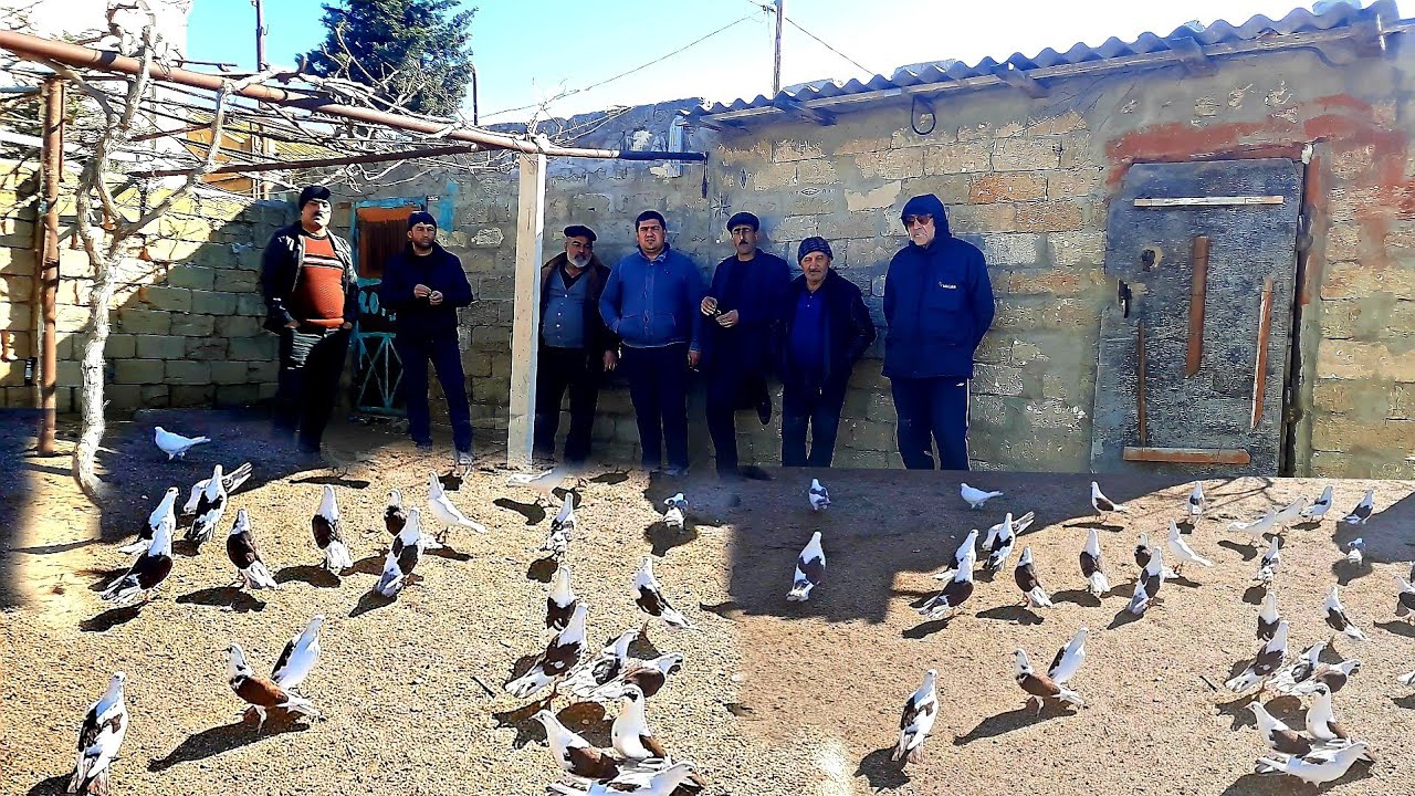#bakigoyercinleri2021 Turkanli Telmanin Goyercinleri2021 #goyercinler2021 #бакинскиеголуби2021