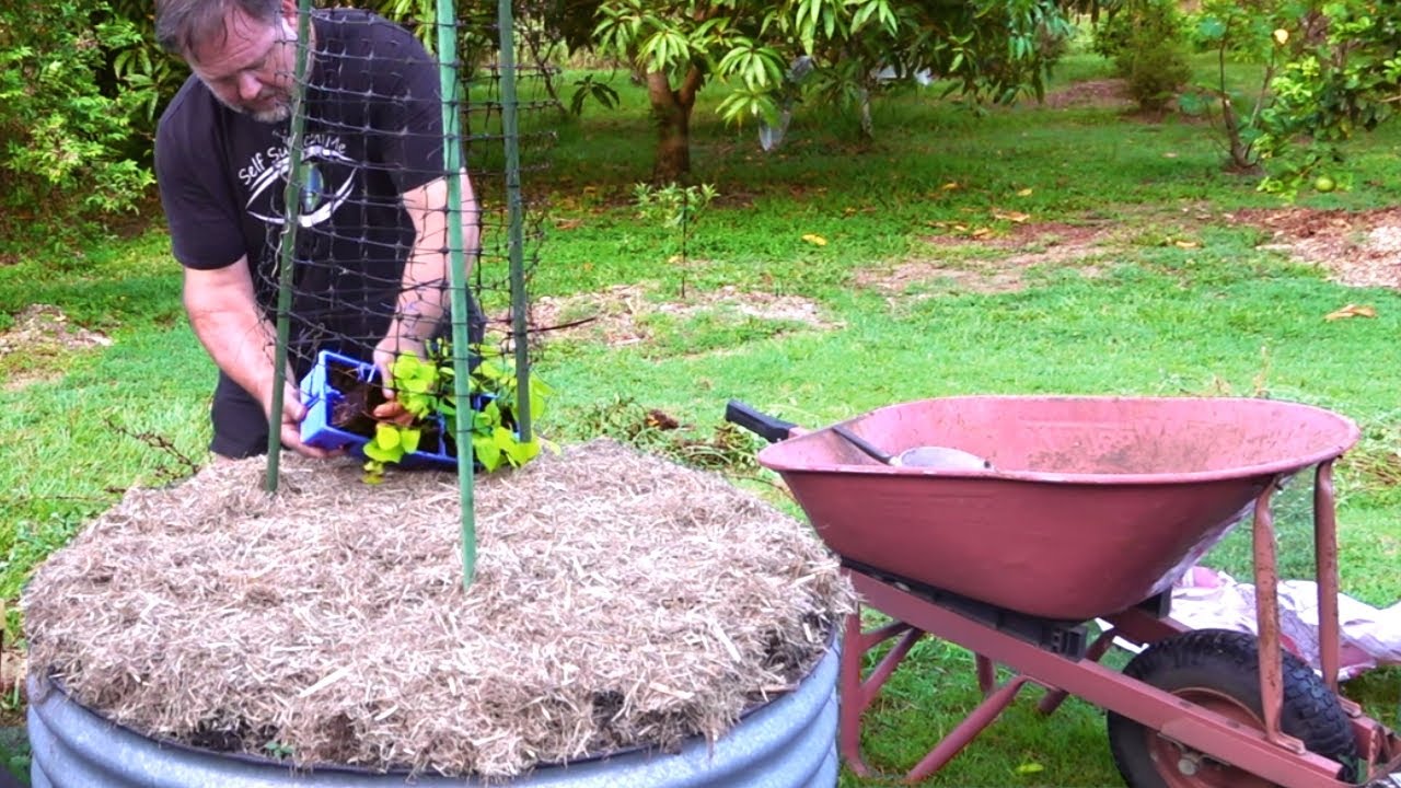 Planting a DANGEROUS Vegetable in a Refurbished Garden Bed