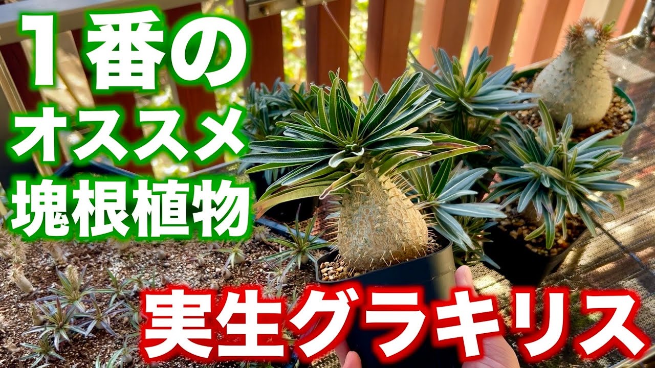 育てて最高に楽しい塊根植物、実生グラキリスについてり力説します