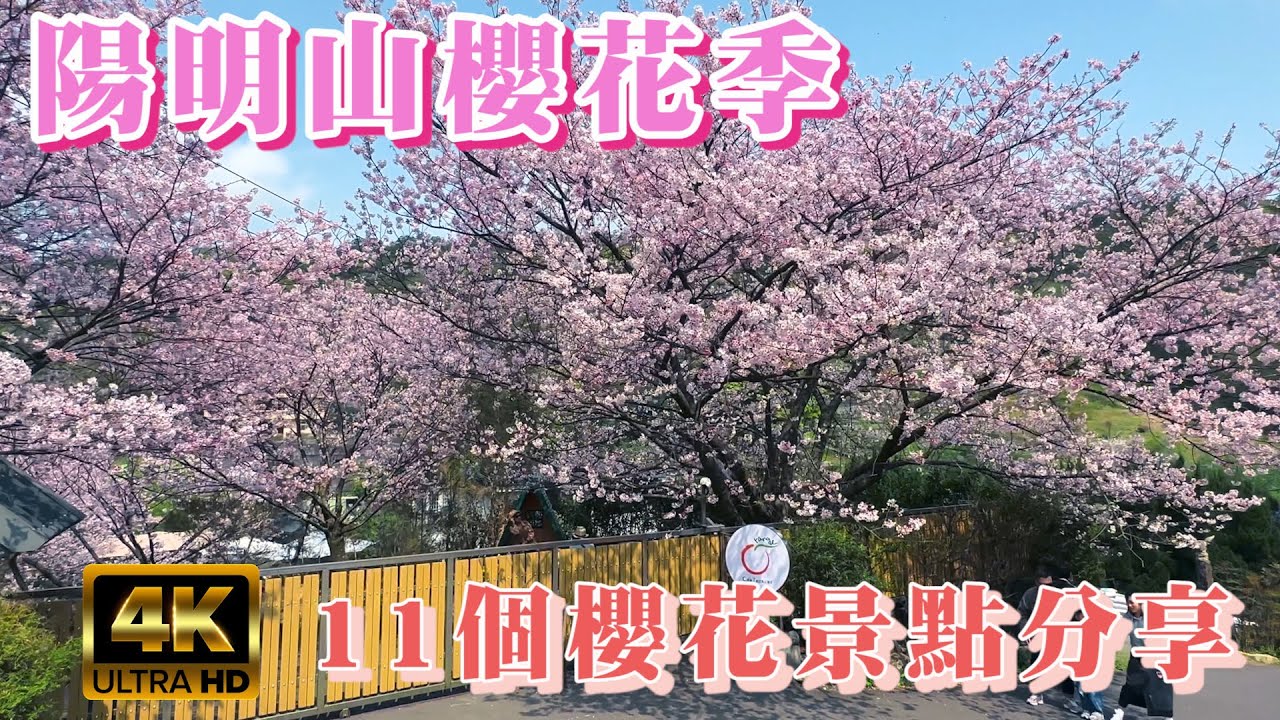 台北陽明山11個櫻花景點分享 I 櫻花季最美的橘咖啡吉野櫻 I 大埔農場日式燈籠小富士櫻 I 最早開花的平菁街42巷寒櫻 I 陽明公園可觀賞4種櫻花 I 賞櫻秘境曹家頂坪櫻田 I 最後盛開的東方寺
